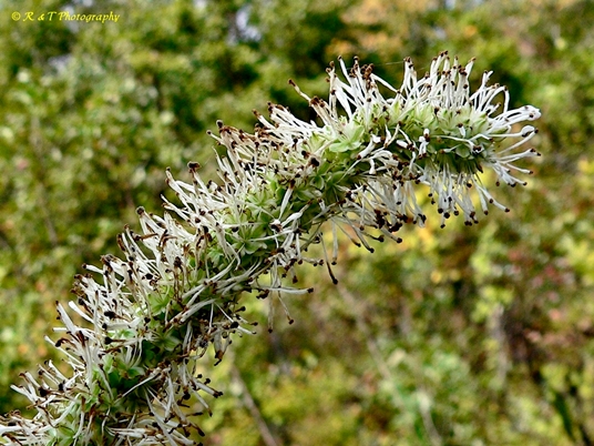 {Sanguisorba canadensis}